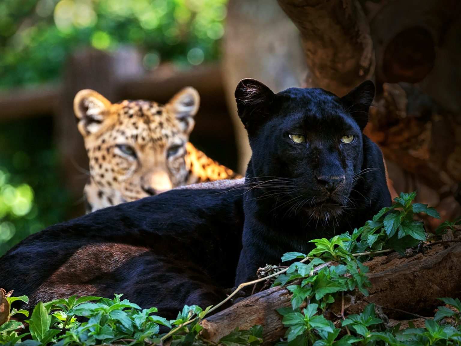 7. Как по-другому называют черного леопарда?