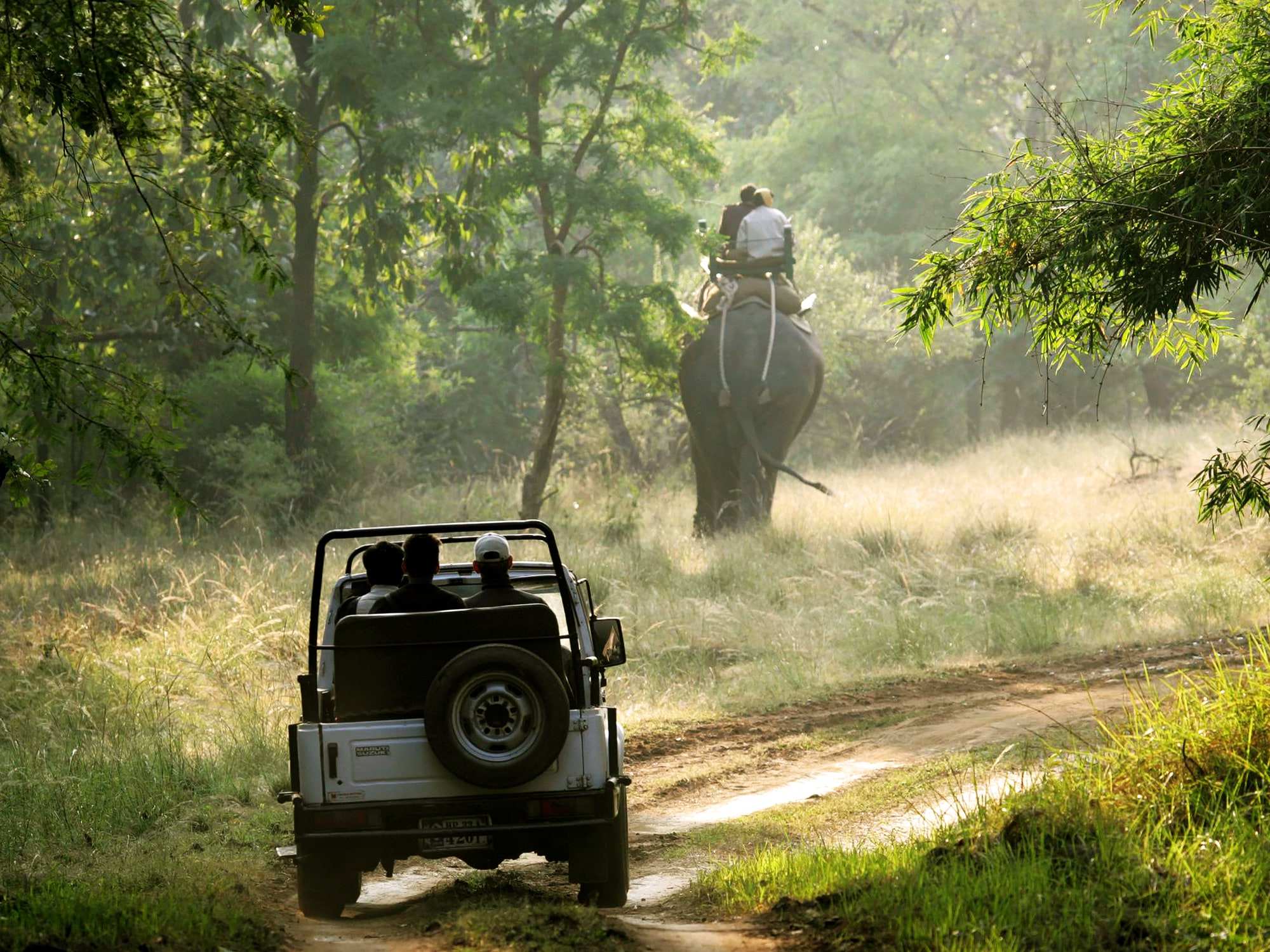 jungle safari in north east india