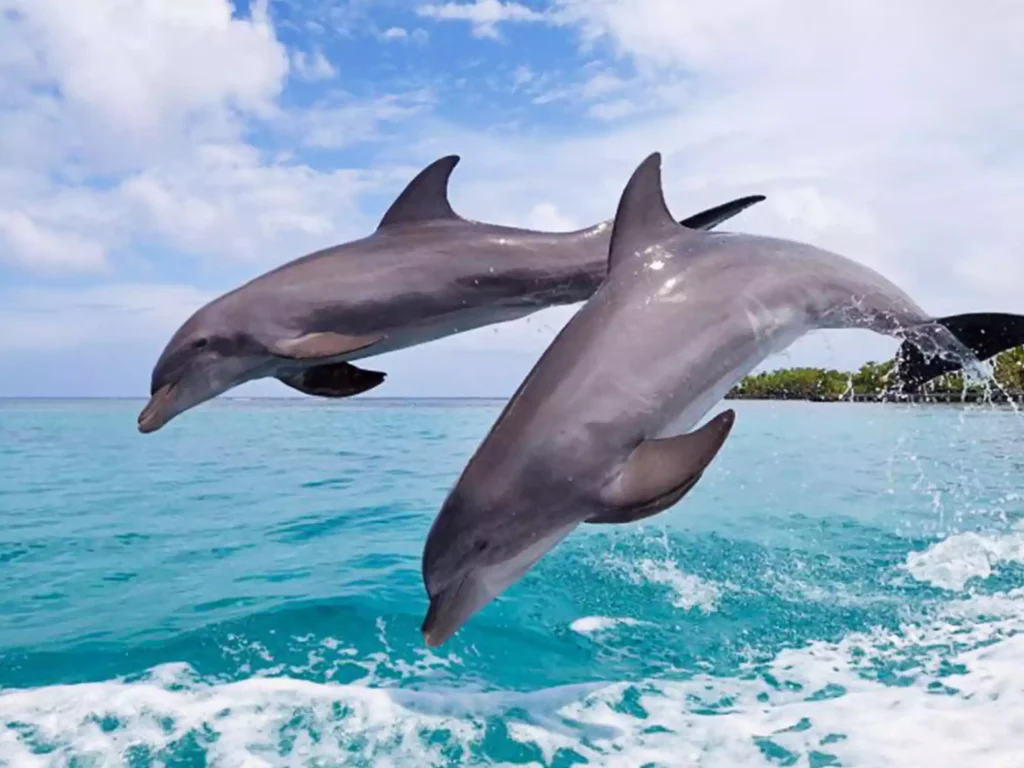 Dolphin-watching tours in Goa