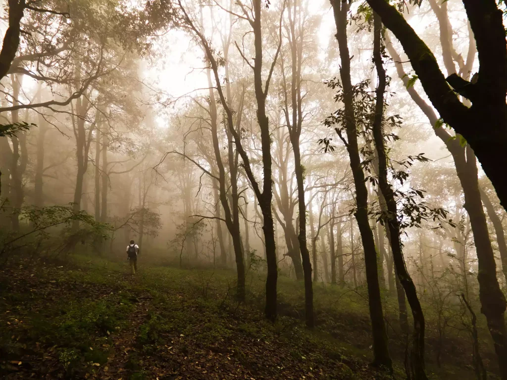 Walking through The Glen forest in Shimla offers a serene and picturesque